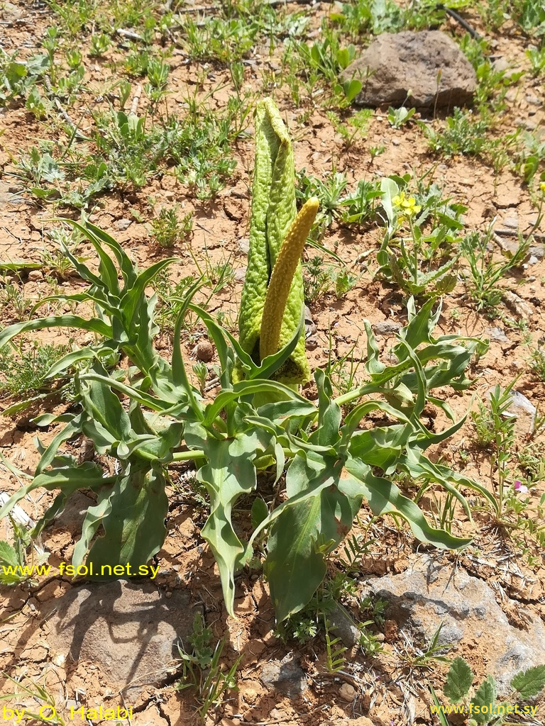 Eminium spiculatum (Blume) O.Kuntze